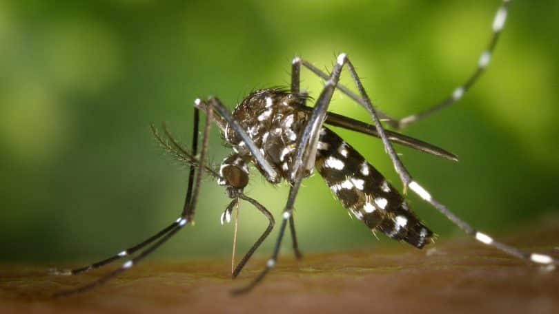 Demander un devis pour installer des moustiquaires